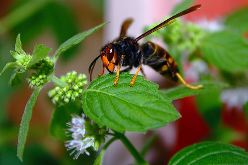 中國大虎頭蜂怎樣過冬（冬天怎樣養虎頭蜂）