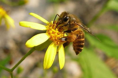 蜜蜂養(yǎng)殖需要幾年(養(yǎng)蜂要學(xué)多久) 蜜蜂養(yǎng)殖需要幾年(養(yǎng)蜂要學(xué)多久)