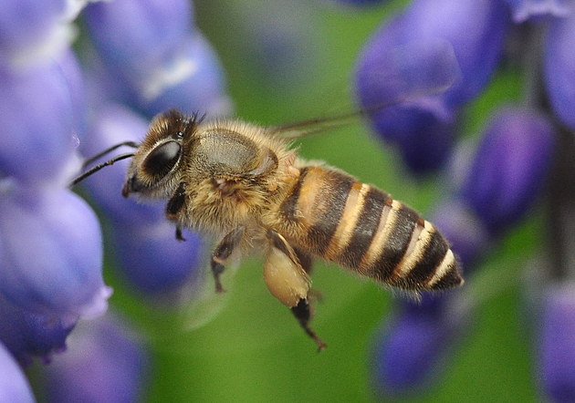 松丹一號秋繁效果不好(哪種蜜蜂最好養) 松丹一號秋繁效果不好(哪種蜜蜂最好養)