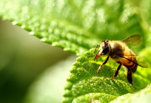 松丹一號秋繁效果不好(哪種蜜蜂最好養) 松丹一號秋繁效果不好(哪種蜜蜂最好養)