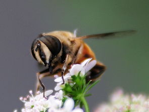 松丹一號秋繁效果不好(哪種蜜蜂最好養) 松丹一號秋繁效果不好(哪種蜜蜂最好養)
