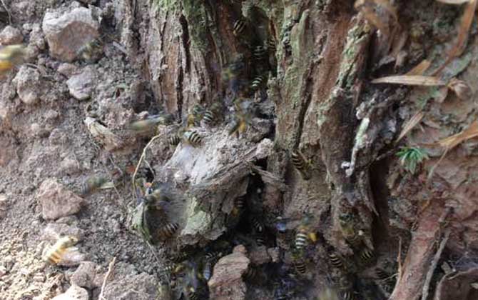 高手誘蜂絕招及注意事項(怎么誘蜂) 高手誘蜂絕招及注意事項(怎么誘蜂)