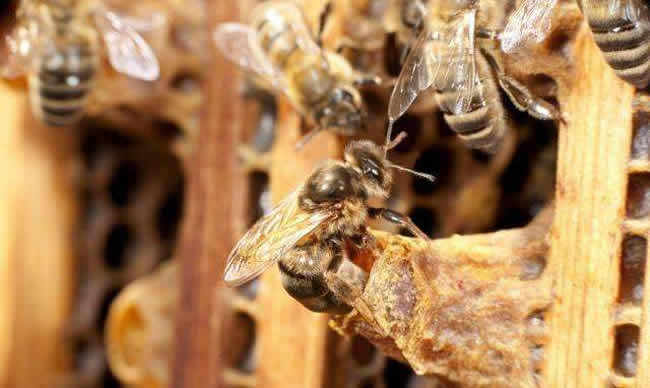 蜂王是怎么來的? 蜂王是怎么來的