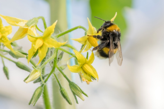 熊蜂會蟄人嗎(被熊蜂蟄后該如何處理) 熊蜂會蟄人嗎(被熊蜂蟄后該如何處理)