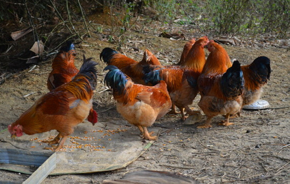 適合窮人沒(méi)本錢的養(yǎng)殖有哪些（適合窮人沒(méi)本錢的養(yǎng)殖有哪些）