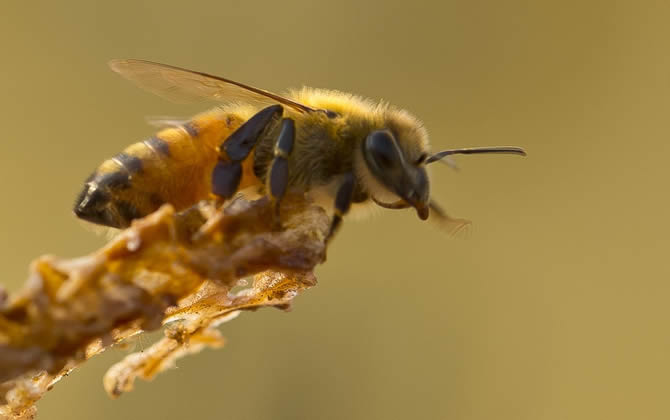 蜜蜂會發(fā)現蜂蜜沒有了嗎? 蜜蜂會發(fā)現蜂蜜沒有了嗎?