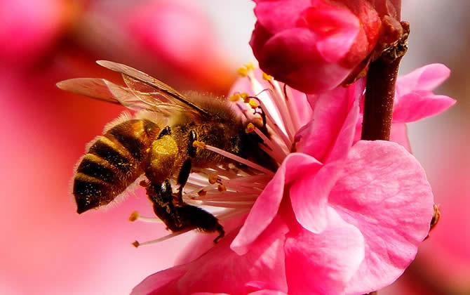 蜜蜂會發(fā)現蜂蜜沒有了嗎? 蜜蜂會發(fā)現蜂蜜沒有了嗎?