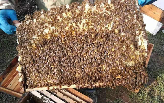 蜜蜂會發(fā)現蜂蜜沒有了嗎? 蜜蜂會發(fā)現蜂蜜沒有了嗎?