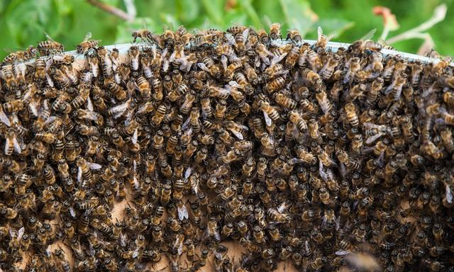 流蜜期如何管理蜂群(中蜂大流蜜期蜜蜂管理技術) 流蜜期如何管理蜂群(中蜂大流蜜期蜜蜂管理技術)