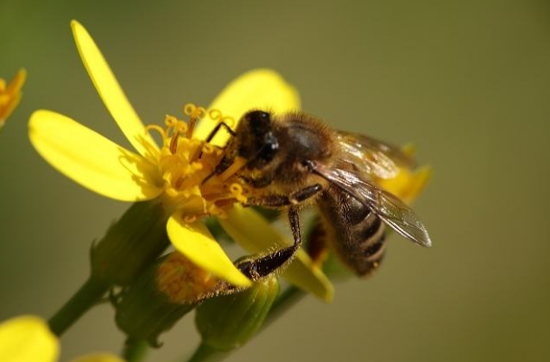 流蜜期如何管理蜂群(中蜂大流蜜期蜜蜂管理技術) 流蜜期如何管理蜂群(中蜂大流蜜期蜜蜂管理技術)