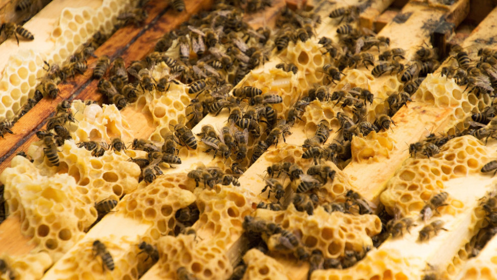 流蜜期如何管理蜂群(中蜂大流蜜期蜜蜂管理技術) 流蜜期如何管理蜂群(中蜂大流蜜期蜜蜂管理技術)