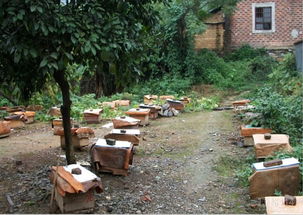 一個蜂王20只工蜂能養活嗎(一只蜂王20只工蜂能成群嗎) 一個蜂王20只工蜂能養活嗎(一只蜂王20只工蜂能成群嗎)