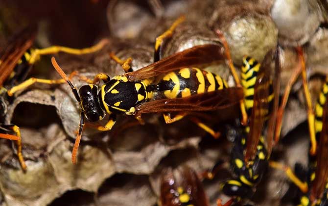 被黃蜂蟄到的多長時間內是危險期