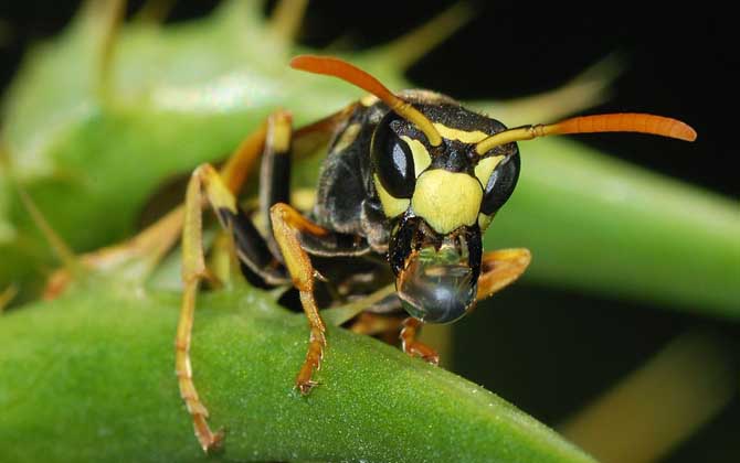 被黃蜂蟄到的多長時間內是危險期