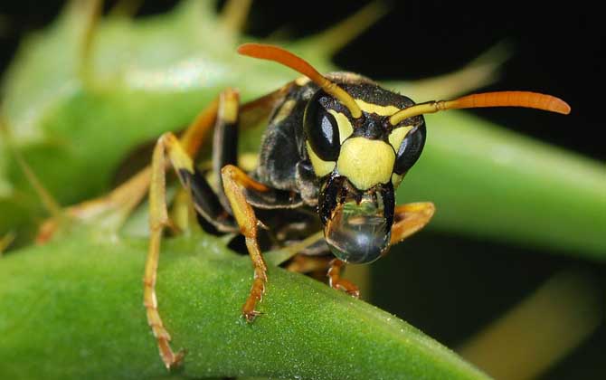 被馬蜂蟄了怎么處理(被馬蜂蟄了怎么處理最簡單) 被馬蜂蟄了怎么處理(被馬蜂蟄了怎么處理最簡單)