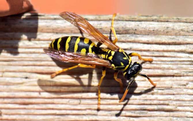 被馬蜂蟄了怎么處理(被馬蜂蟄了怎么處理最簡單) 被馬蜂蟄了怎么處理(被馬蜂蟄了怎么處理最簡單)