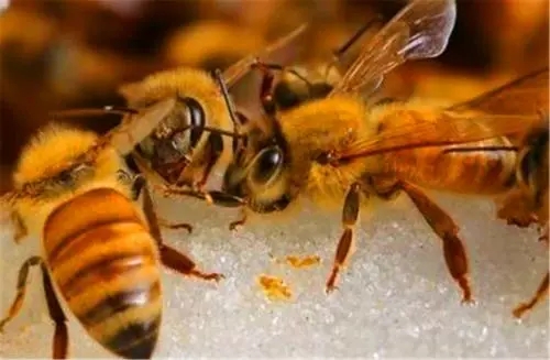一窩蜜蜂為什么有多個(gè)蜂王 一窩蜜蜂為什么有多個(gè)蜂王