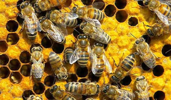 蜂王一年可產多少卵(蜂王一年產卵幾次) 蜂王一年可產多少卵(蜂王一年產卵幾次)