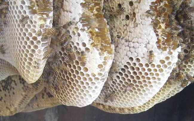 長白山中蜂 長白山中蜂