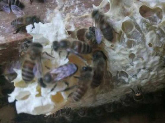 新手養蜂怎樣獲得蜂王（怎么找蜂王）