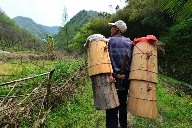 蜜蜂過(guò)冬取暖的三種方法(蜜蜂冬天如何越冬) 蜜蜂過(guò)冬取暖的三種方法(蜜蜂冬天如何越冬)