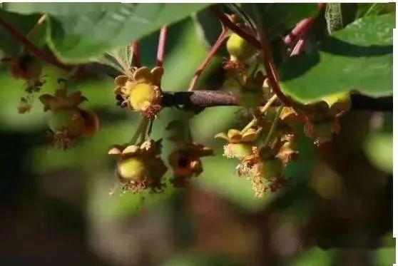 蜜蜂過(guò)冬取暖的三種方法(蜜蜂冬天如何越冬) 蜜蜂過(guò)冬取暖的三種方法(蜜蜂冬天如何越冬)
