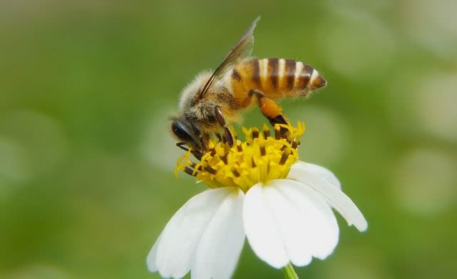 如何通過(guò)外形辨別中蜂阿壩王（阿壩蜂的形態(tài)特征）