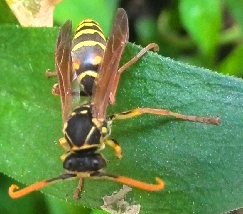 野外抓采集蜂的快速辦法(野外找蜂最快方法有哪些) 野外抓采集蜂的快速辦法(野外找蜂最快方法有哪些)