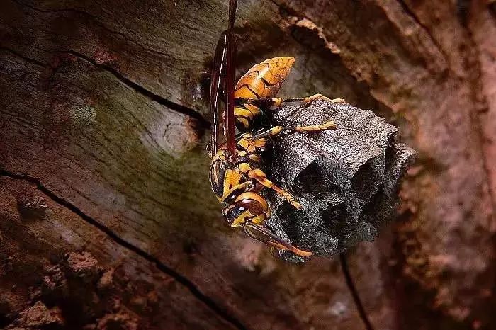 野外抓采集蜂的快速辦法(野外找蜂最快方法有哪些) 野外抓采集蜂的快速辦法(野外找蜂最快方法有哪些)