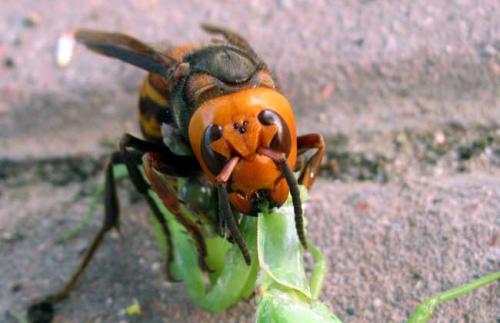 中國大虎頭蜂和日本大黃蜂的區別（中國大虎頭蜂和日本大黃蜂的對比）
