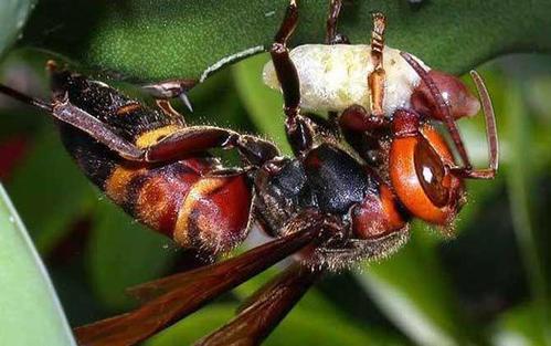 中國大虎頭蜂和日本大黃蜂的區別（中國大虎頭蜂和日本大黃蜂的對比）