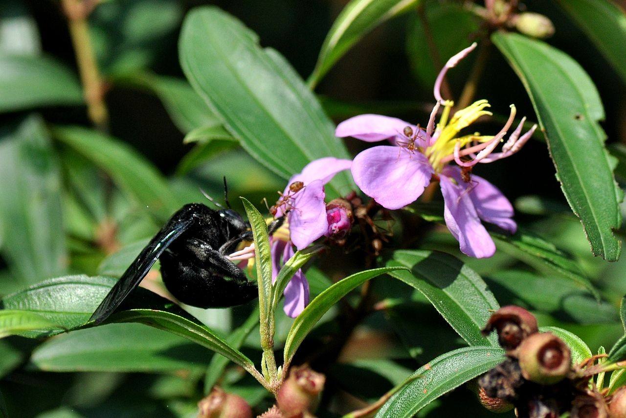 【蜜蜂知識】關于蜜蜂的知識有哪些? 關于蜜蜂的知識有哪些?