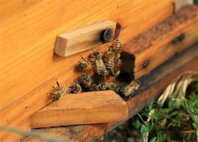 【蜜蜂知識(shí)】蜜蜂自然分蜂前有什么特點(diǎn)? 【蜜蜂知識(shí)】蜜蜂自然分蜂前有什么特點(diǎn)?