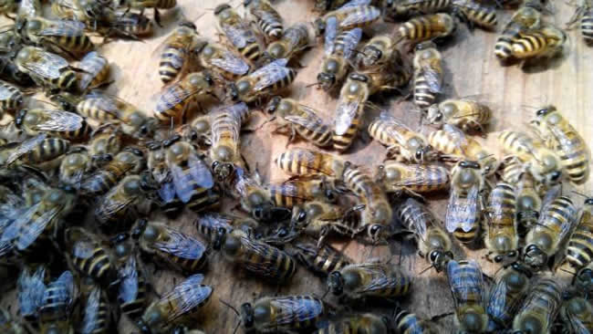 【蜜蜂知識(shí)】蜜蜂自然分蜂前有什么特點(diǎn)? 【蜜蜂知識(shí)】蜜蜂自然分蜂前有什么特點(diǎn)?