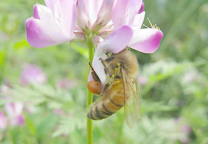 意蜂什么時候人工育王？