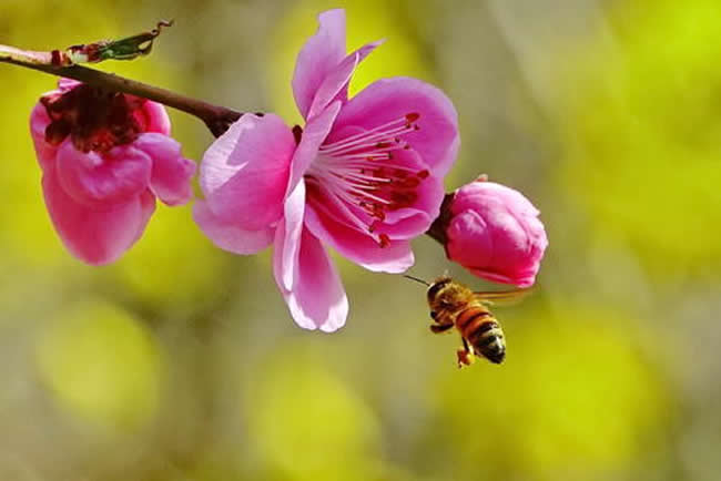 被蜜蜂蟄了是好兆頭嗎 被蜜蜂蟄了是好兆頭嗎