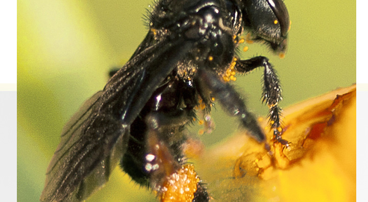 南方全身黑色蜂是什么蜂？叫什么？