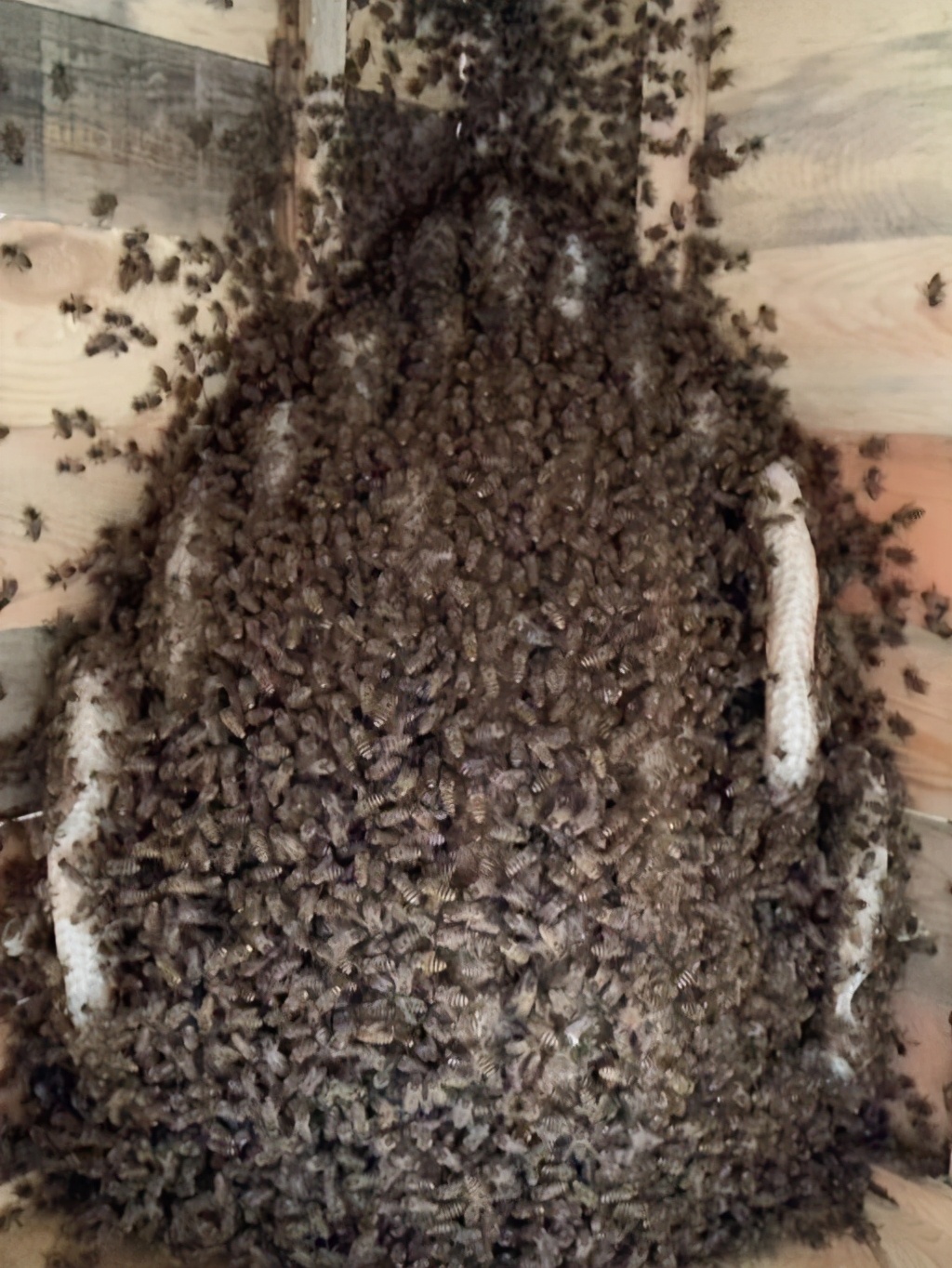 產(chǎn)蜜的蜜蜂種類 產(chǎn)蜜的蜜蜂種類