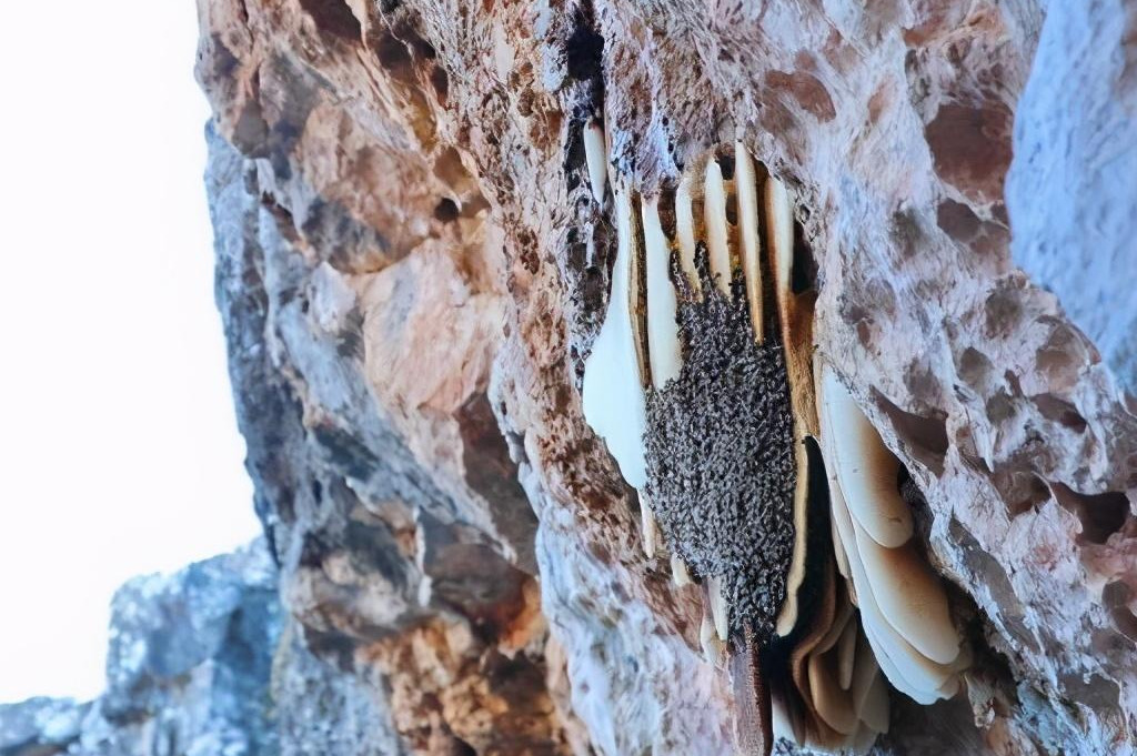 產(chǎn)蜜的蜜蜂種類 產(chǎn)蜜的蜜蜂種類