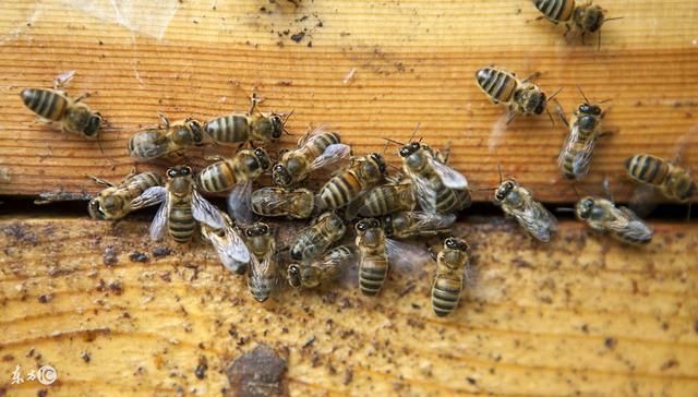蜜蜂工蜂少蜂王產卵也少嗎(造成工蜂產卵的原因有哪些) 蜜蜂工蜂少蜂王產卵也少嗎(造成工蜂產卵的原因有哪些)