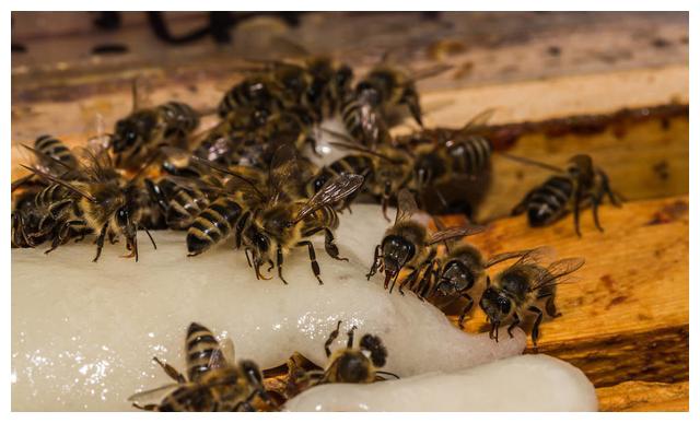 蜜蜂工蜂少蜂王產卵也少嗎(造成工蜂產卵的原因有哪些) 蜜蜂工蜂少蜂王產卵也少嗎(造成工蜂產卵的原因有哪些)