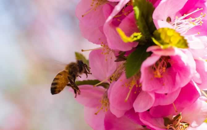蜜蜂啃咬巢礎(chǔ)是啥原因 蜜蜂啃咬巢礎(chǔ)