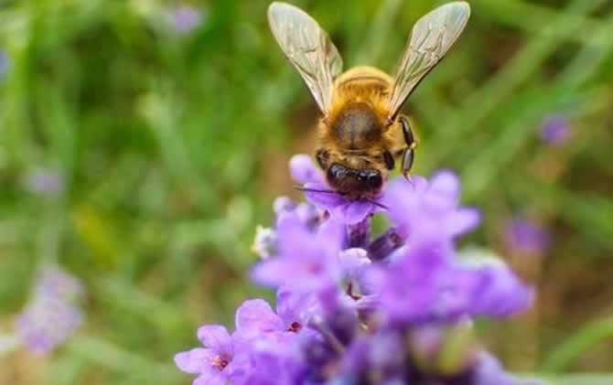 蜜蜂啃咬巢礎(chǔ)是啥原因 蜜蜂啃咬巢礎(chǔ)