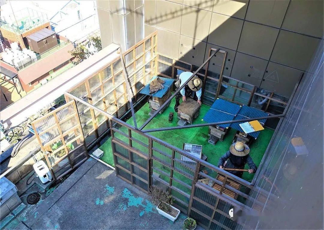 樓頂可以養蜂嗎(家庭樓頂養蜜蜂會不會有什么影響) 樓頂可以養蜂嗎(家庭樓頂養蜜蜂會不會有什么影響)