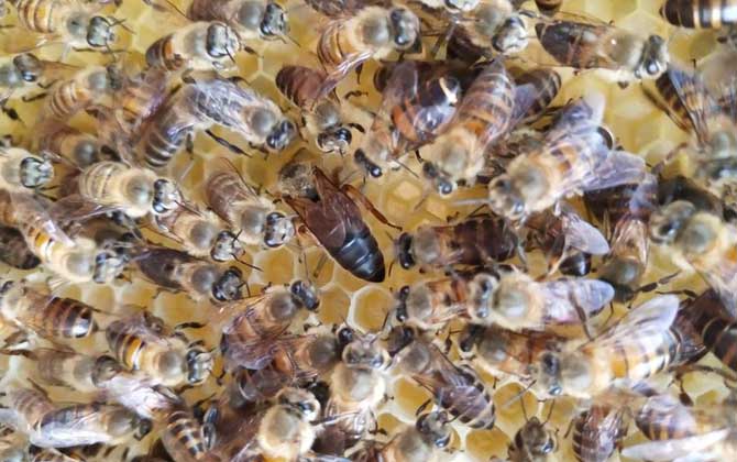 蜜蜂分蜂時一般是老蜂王飛走還是新蜂王飛走(分蜂是老王走還是新王走) 分蜂