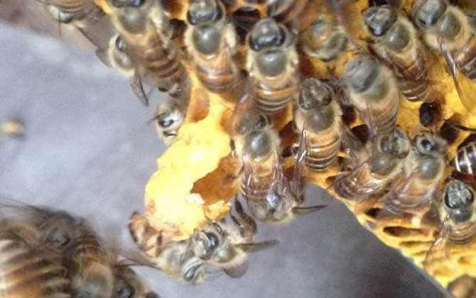 蜜蜂分蜂時一般是老蜂王飛走還是新蜂王飛走(分蜂是老王走還是新王走) 分蜂