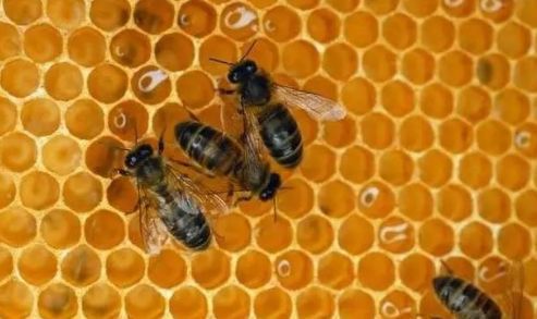 工蜂產(chǎn)卵會一直產(chǎn)嗎(工蜂產(chǎn)的卵是什么蜂) 工蜂產(chǎn)卵會一直產(chǎn)嗎(工蜂產(chǎn)的卵是什么蜂)