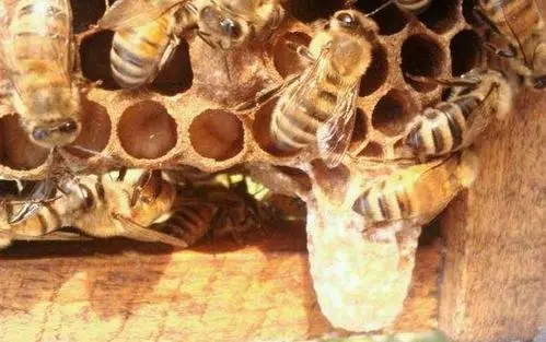 工蜂產(chǎn)卵會一直產(chǎn)嗎(工蜂產(chǎn)的卵是什么蜂) 工蜂產(chǎn)卵會一直產(chǎn)嗎(工蜂產(chǎn)的卵是什么蜂)