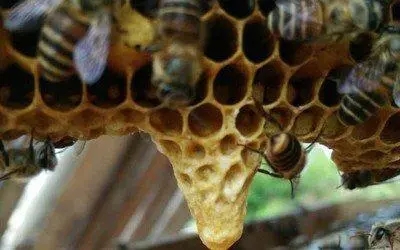 工蜂產(chǎn)卵后還能急造王臺嗎(工蜂產(chǎn)卵也會(huì)有王臺嗎) 工蜂產(chǎn)卵后還能急造王臺嗎(工蜂產(chǎn)卵也會(huì)有王臺嗎)