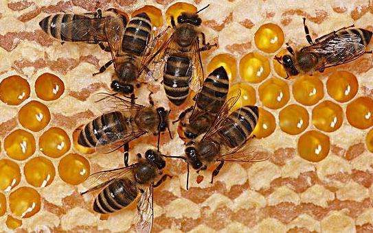 工蜂產(chǎn)卵后還能急造王臺嗎(工蜂產(chǎn)卵也會(huì)有王臺嗎) 工蜂產(chǎn)卵后還能急造王臺嗎(工蜂產(chǎn)卵也會(huì)有王臺嗎)